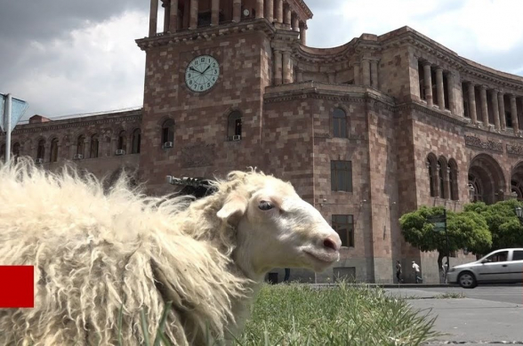Под угрозой будущее ставшей одним из символов революции овцы